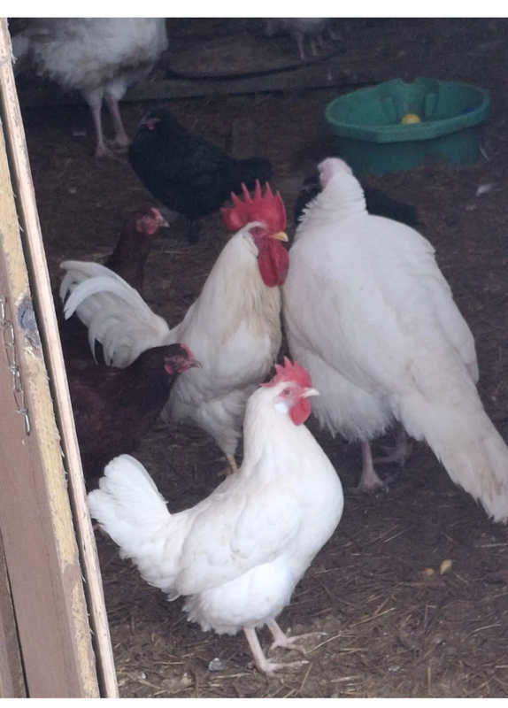 Eggs This Summer Variety 12 Pack Hatching Eggs! NPIP/AI