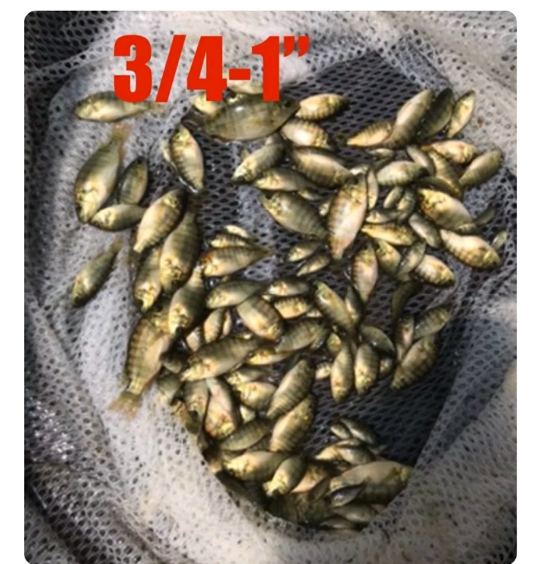 Tilapia (Blue) Fingerlings 100 count PLUS 1/2 LB OF FREE FISH FOOD