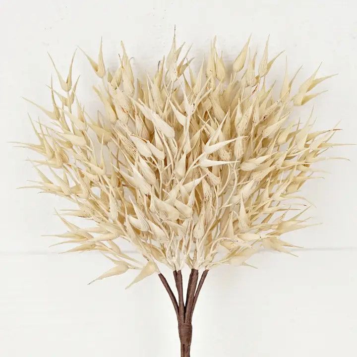 (RL) 16in Bush-Cream Bearded Wheat Grass