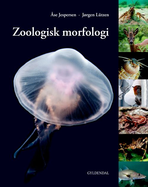 Zoologisk morfologi