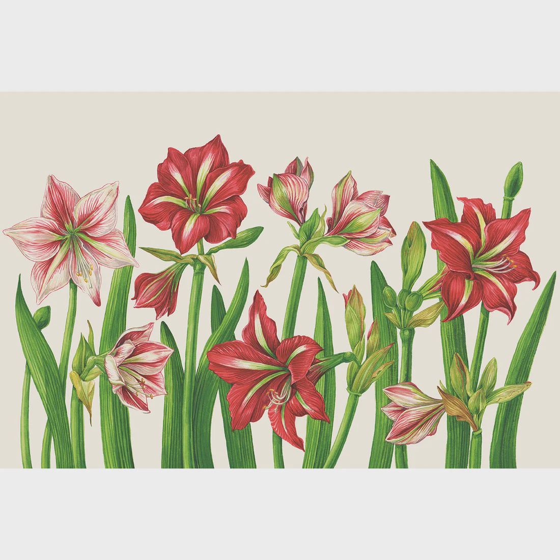 Hester &amp; Cook Amaryllis Blooms Placemat - Pad of 18 Sheets