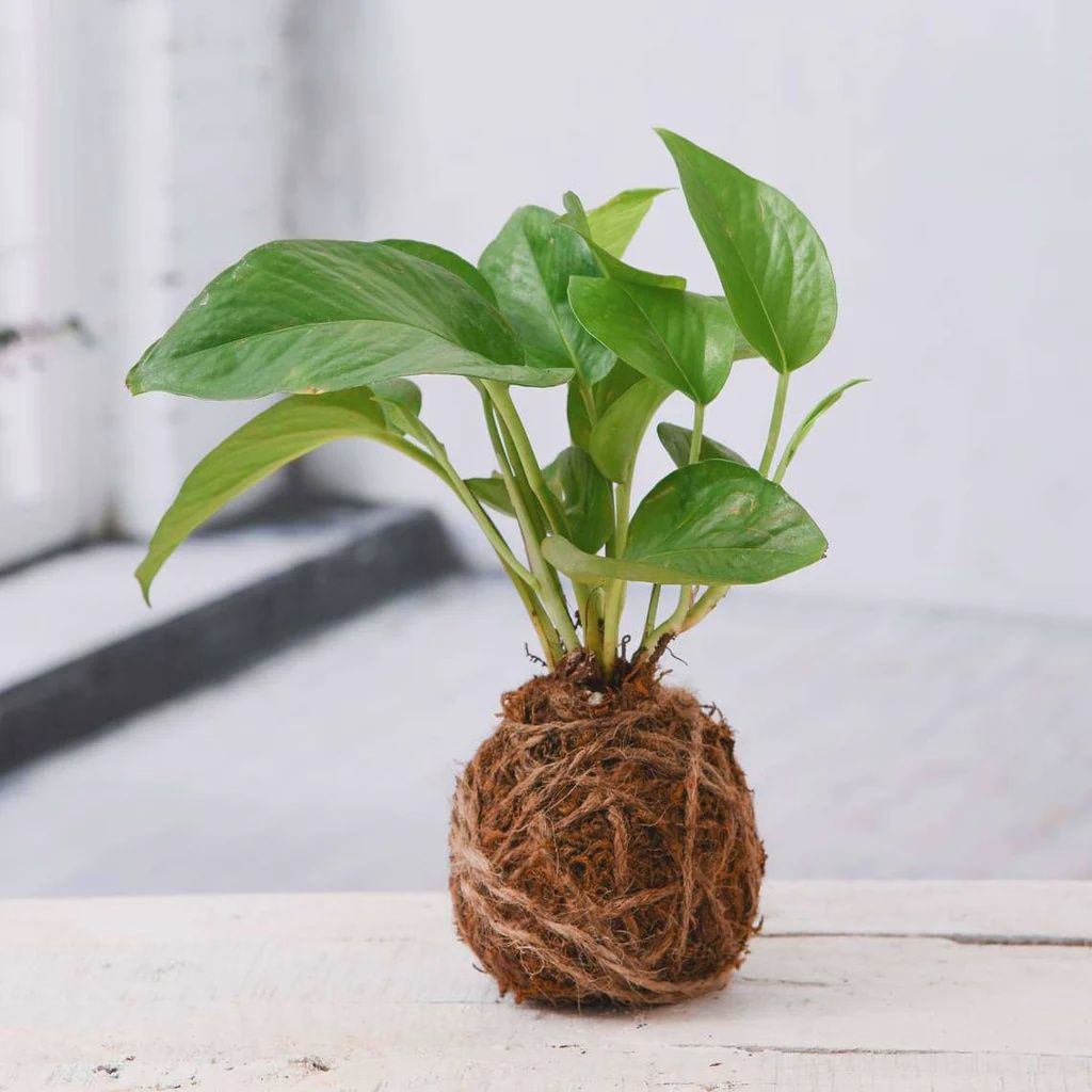 Kokedama Workshop 7/10/25 6pm