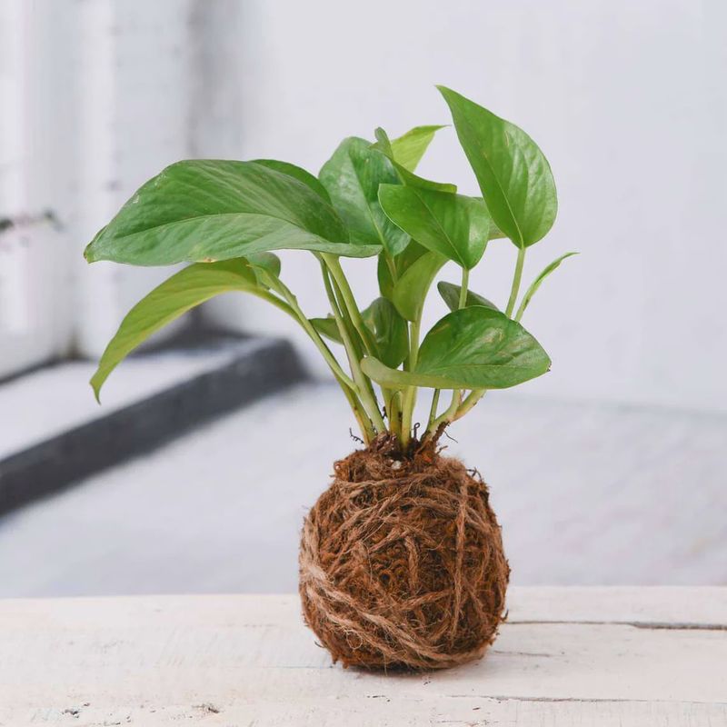 Kokedama Workshop 7/10/25 6pm