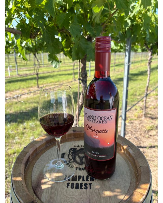 2022 Marquette Semi-Dry - Estate Red Wine

Crafted from grapes grown exclusively in our estate vineyard, and aged in Toasted American Oak Barrels our 2022 Marquette offers a smooth, semi-dry expression of this cold-climate red. Fruit-forward and approachable, this wine reveals rich notes of Dark Cherry, with hints of Oak and a bit of Smokey Richness on the finish. Balanced by a gentle tannin structure and a clean finish. With just a little bit of sweetness it's a versatile red—easy-drinking yet layered enough to complement a wide range of dishes.

Whether you're new to Marquette or already a fan of this cold-hardy variety, this wine offers a fresh take on a red that's both distinctive and delightfully drinkable.

Tasting Notes: Dark Cherry, Oak, subtle smokiness
Grape: 100% Marquette (Estate-grown)
Style: Semi-Dry Red
Alcohol: 12.32%
Serving Temp: Slightly chilled or room temperature
