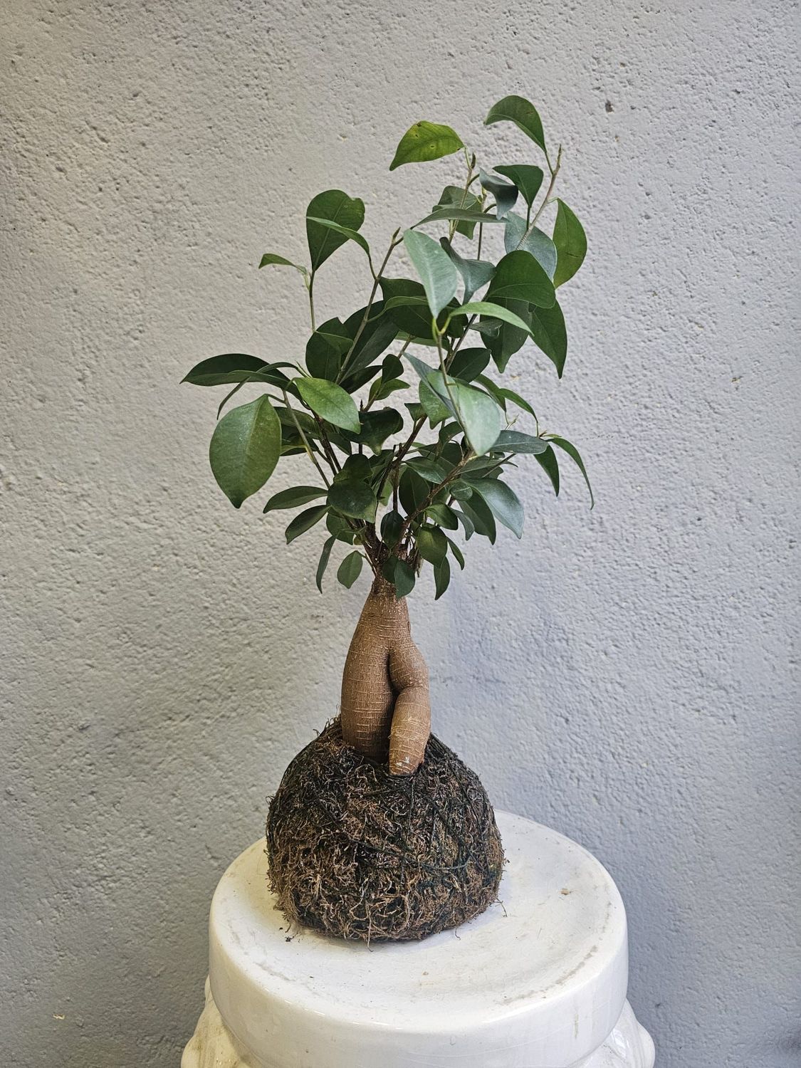 ​Kokedama