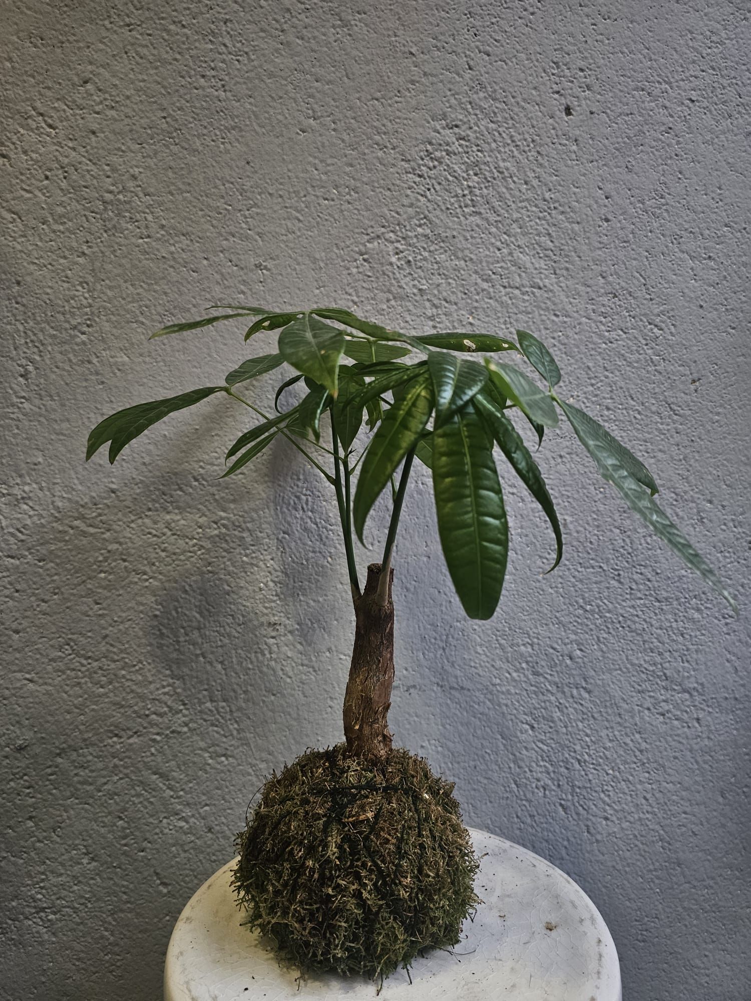 ​Kokedama