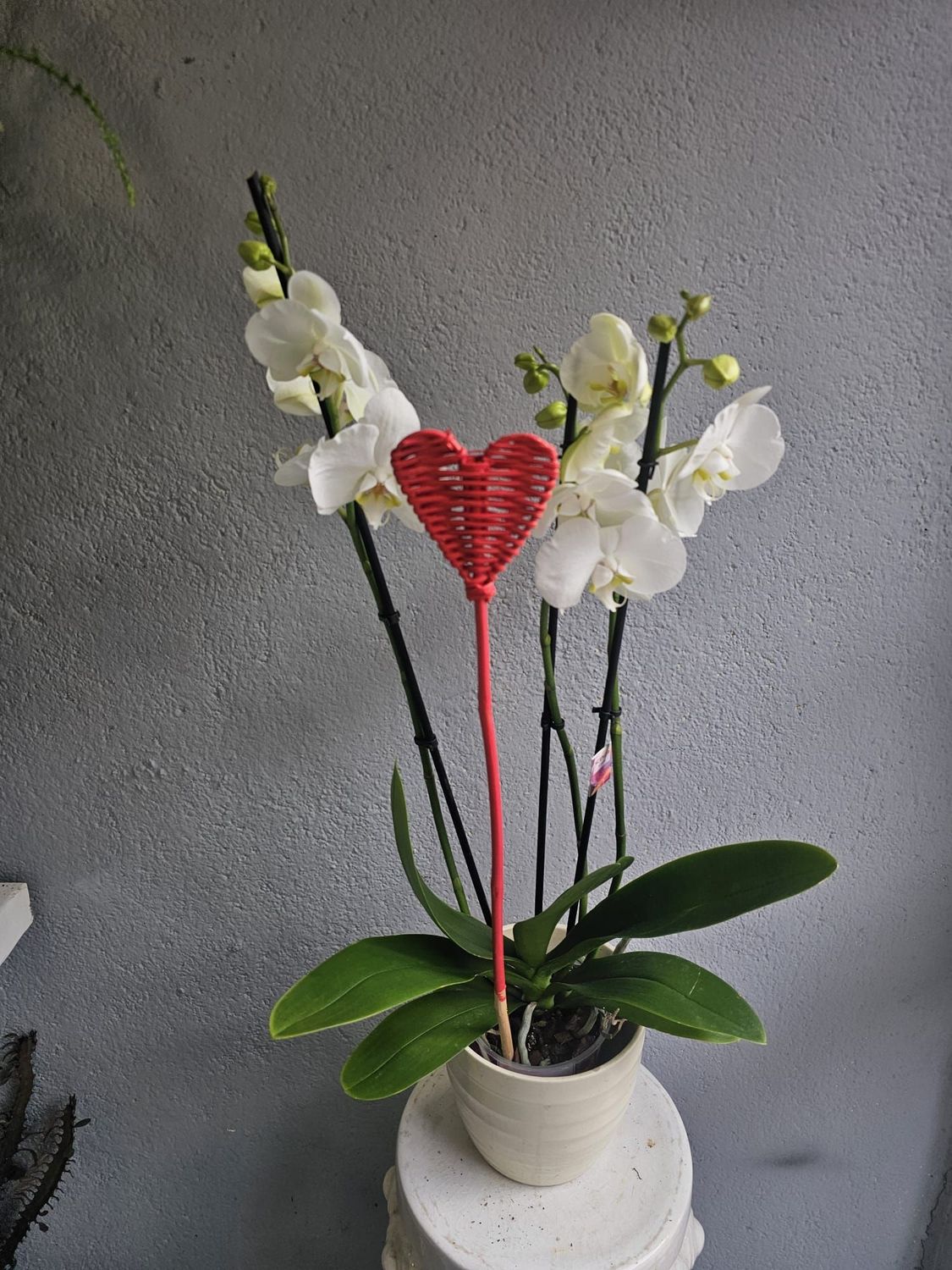 Orquídeas