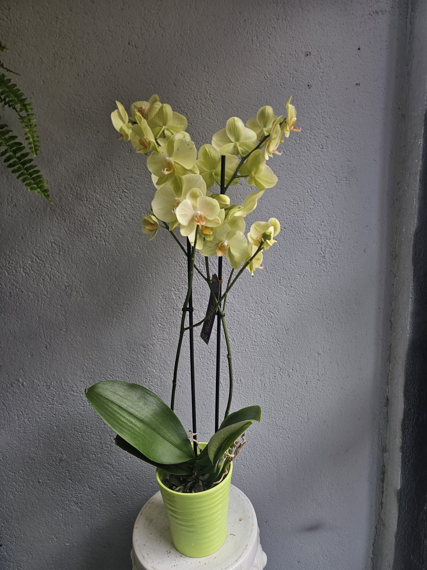 Orquídeas