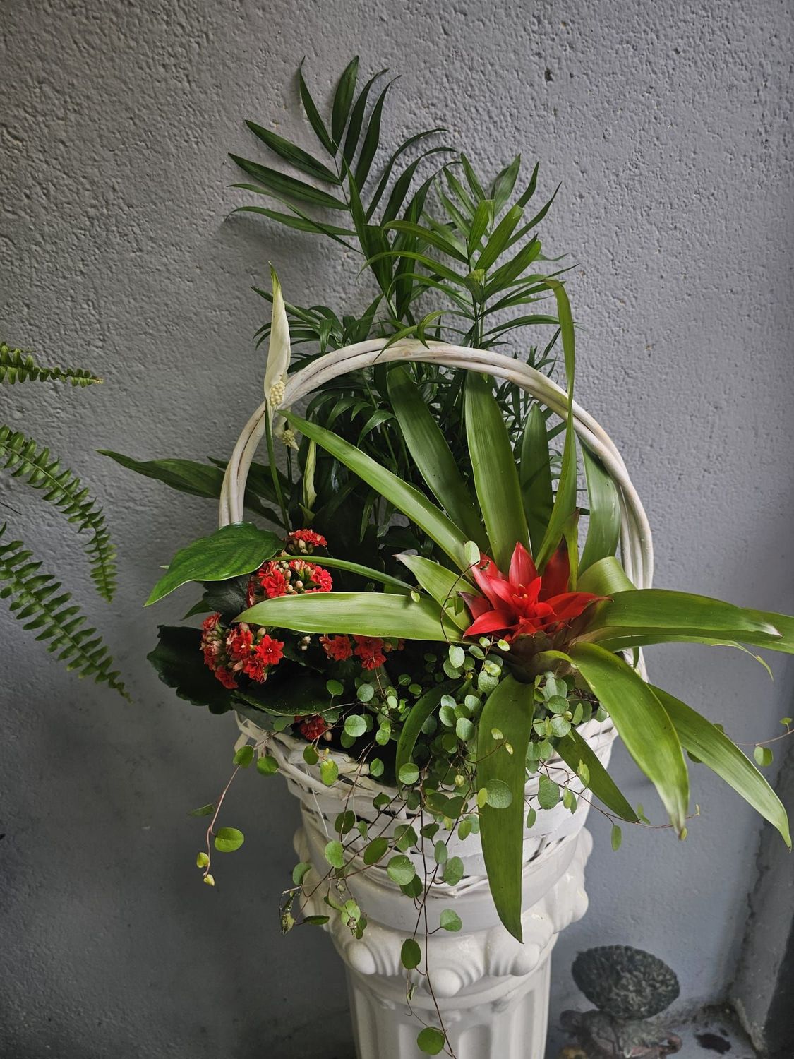 ​Cestas de Plantas