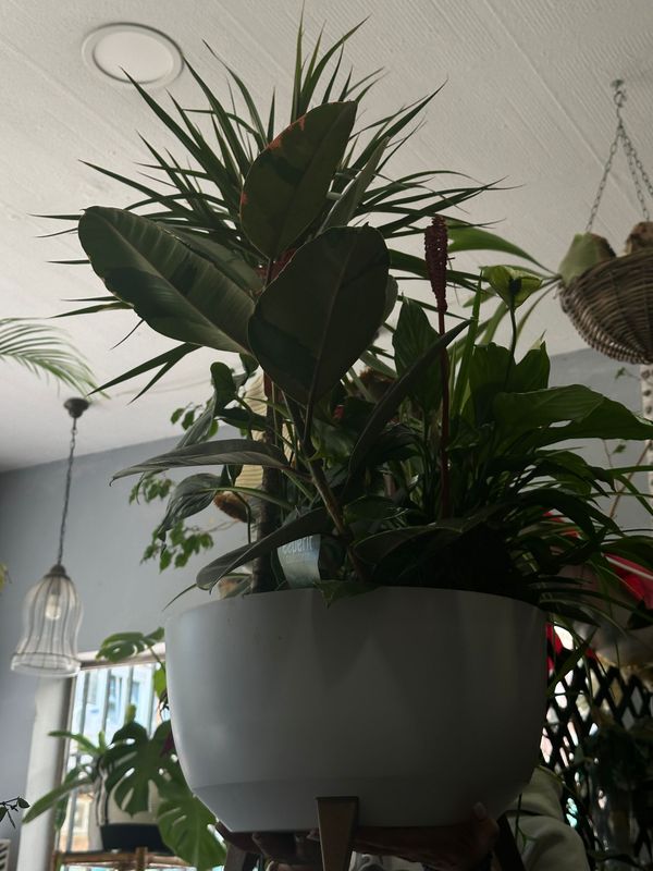 Cesta XL