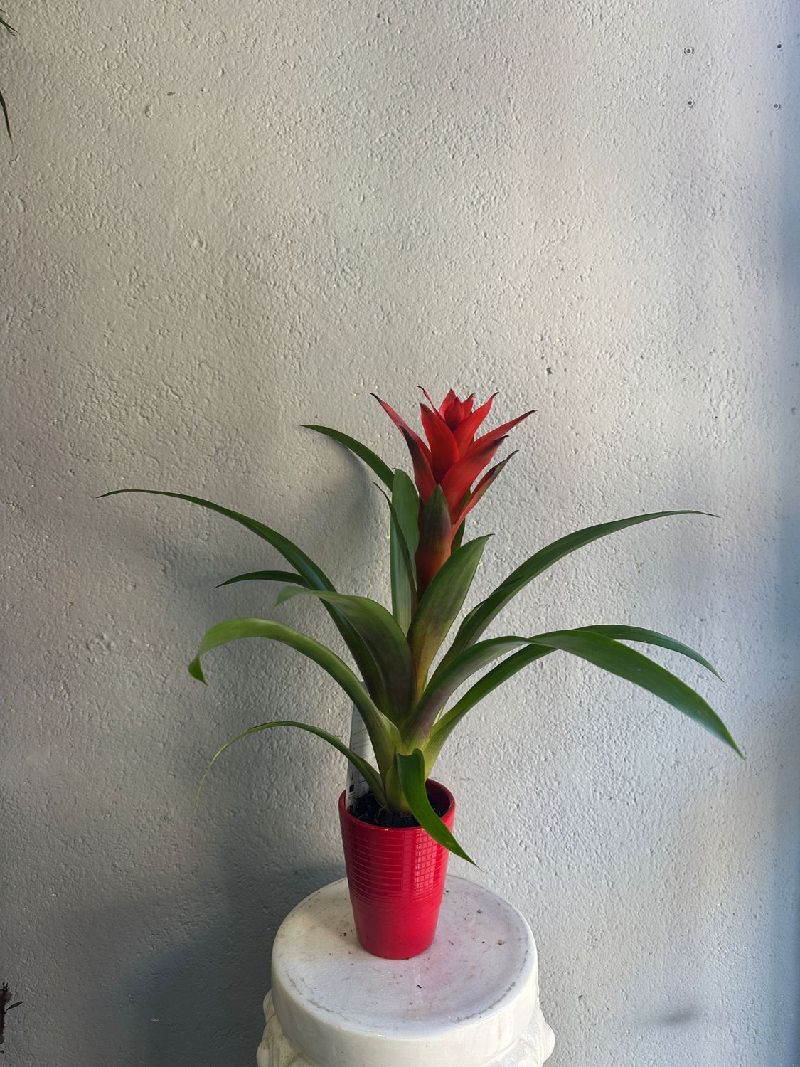 Bromelia