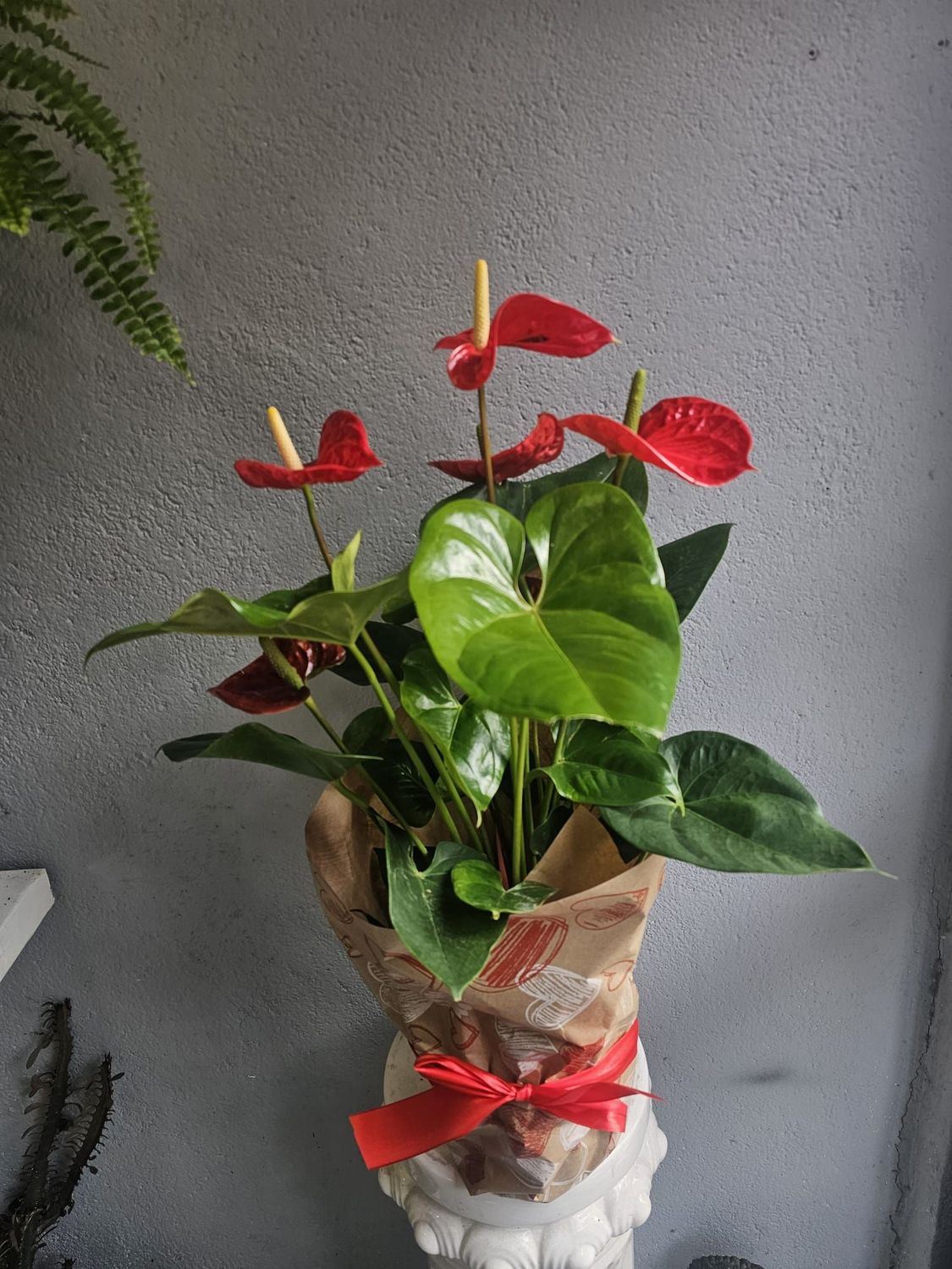 Anthurium