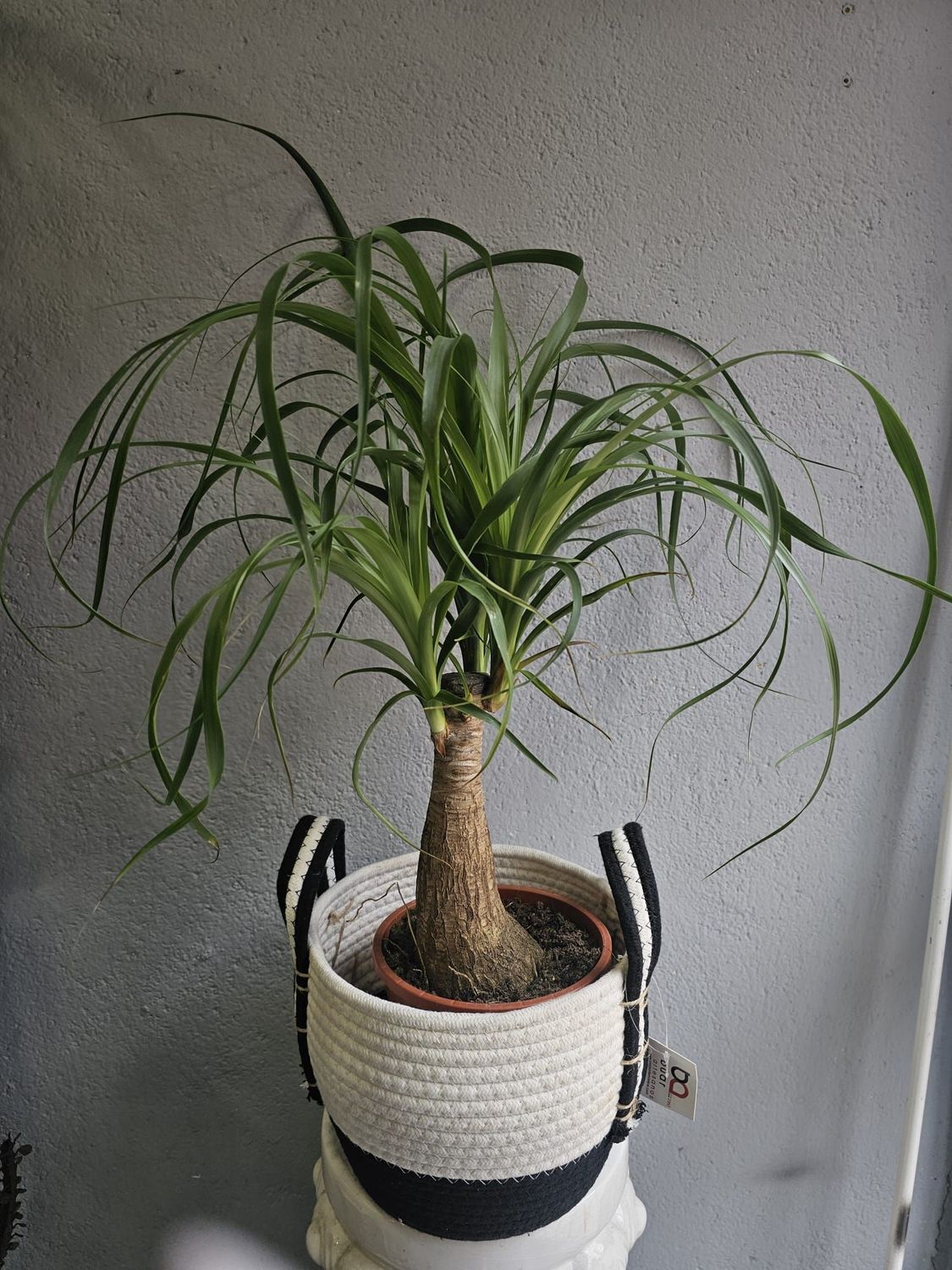 Beucarnea