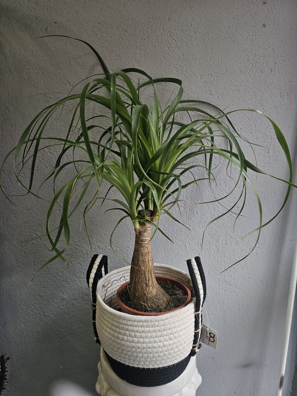 Beucarnea