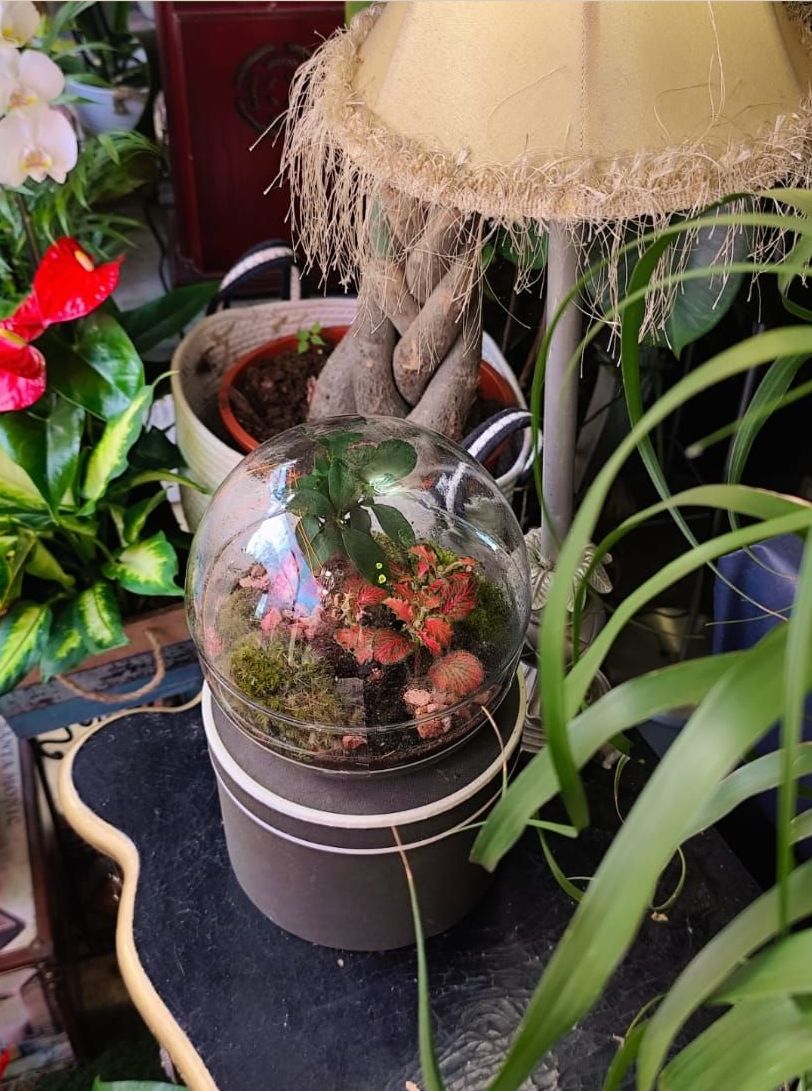 Terrario Terra