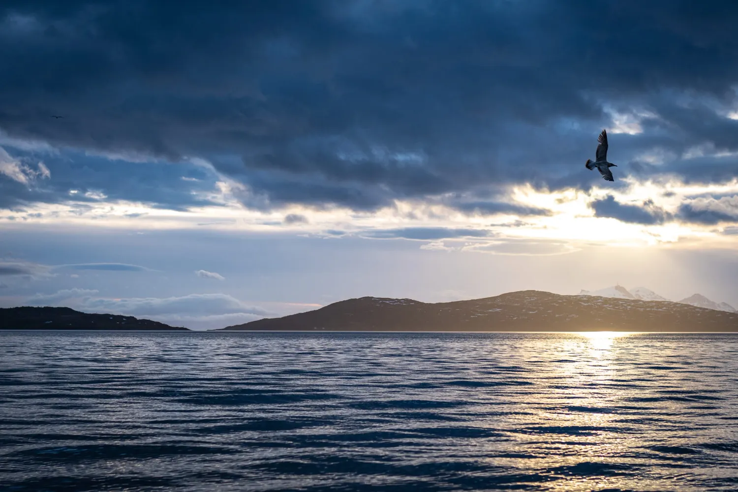 Space Traveler Octopus BLUZA