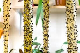 Fly Ribbon