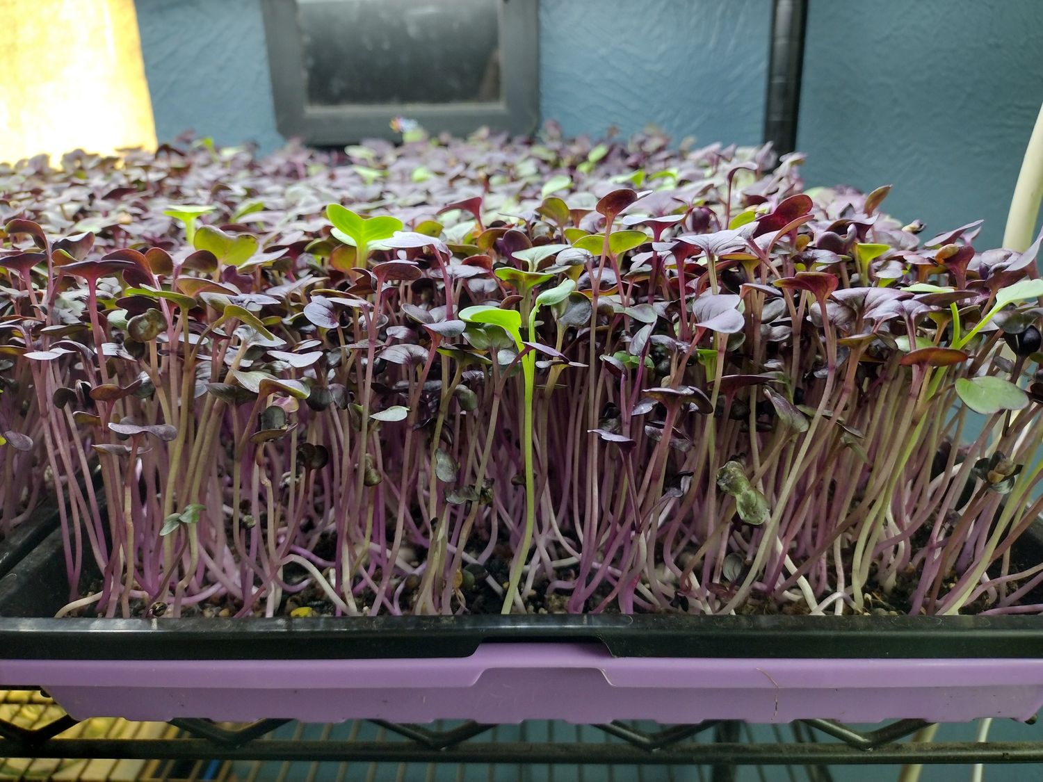 Microgreens