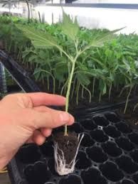 Rooted Plug