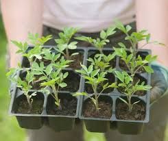 Vegetable Seedling