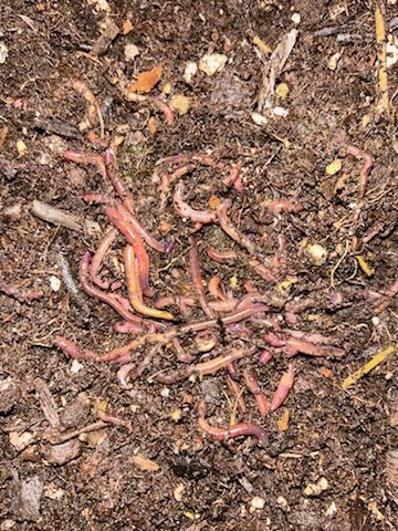 Live worms