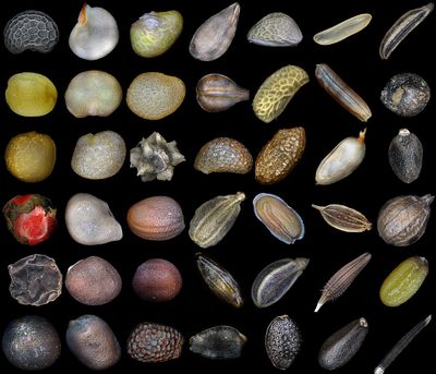 Seeds