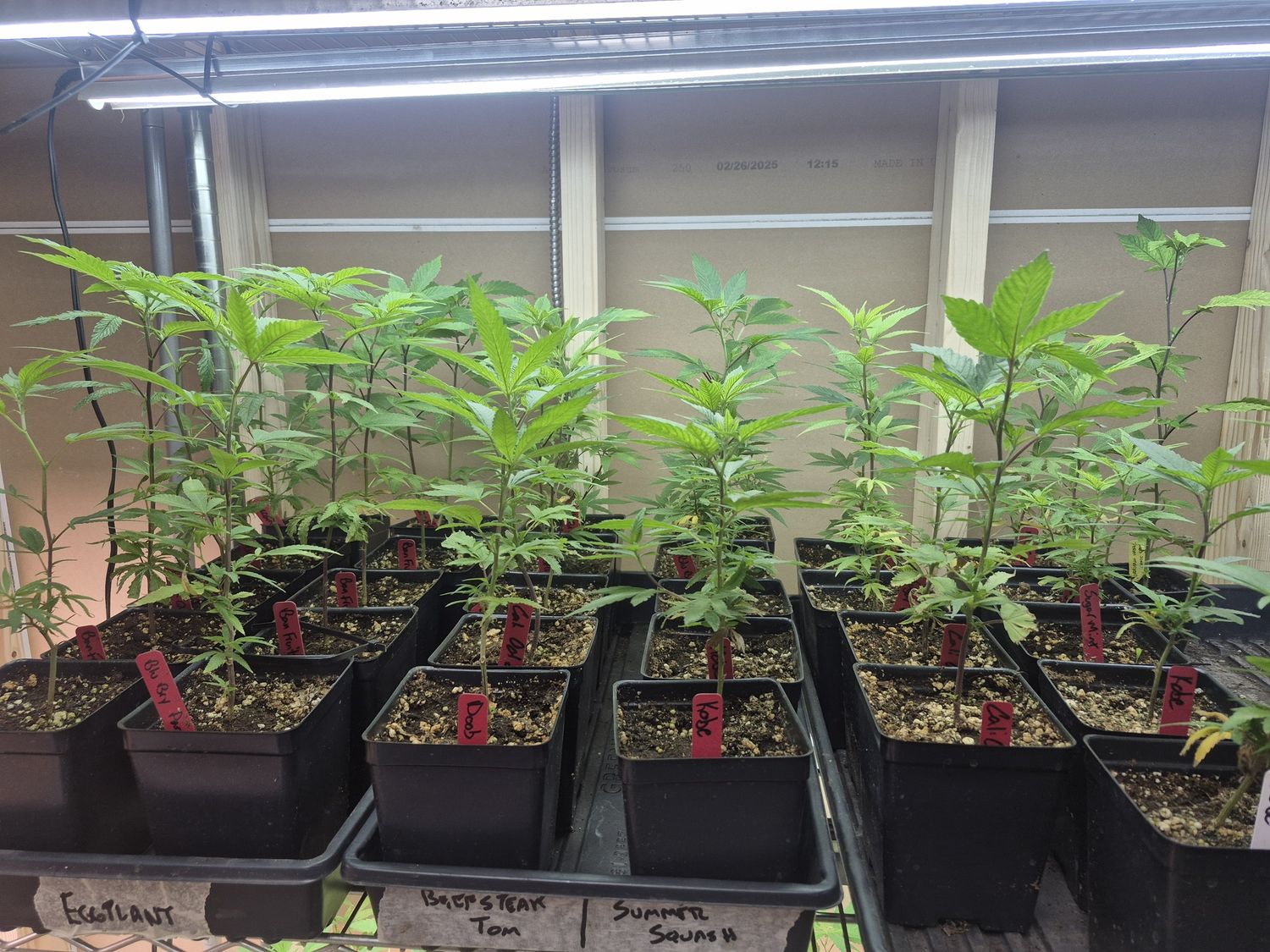 Outdoor Clones - Agra