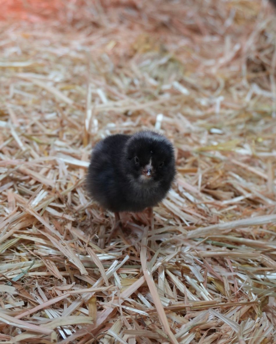 Baby Chickens