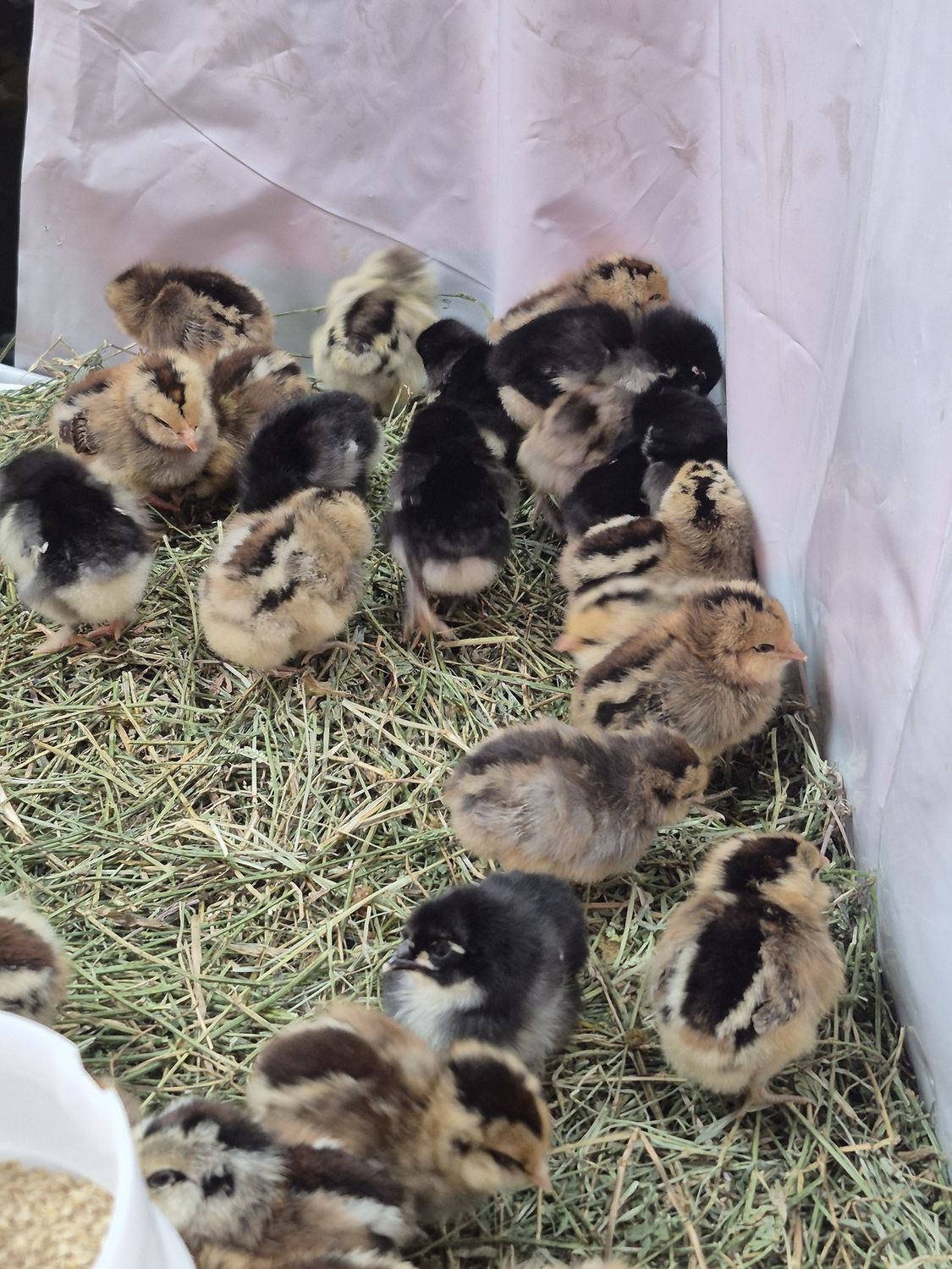 Baby Chickens