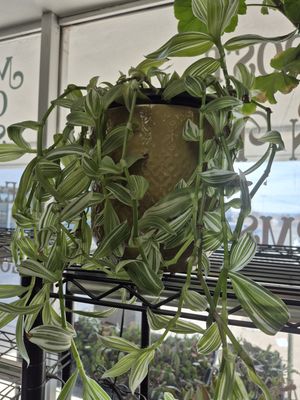 House Plant