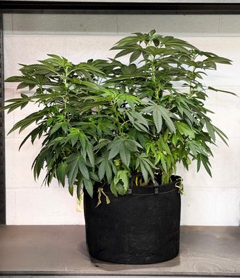 Mother Plant