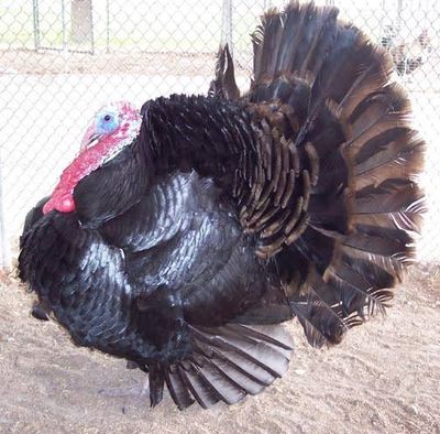 Turkeys
