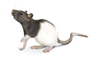 Live Rats