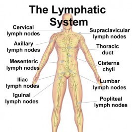 Lymphatic Massage: November 2 - 3, 2024