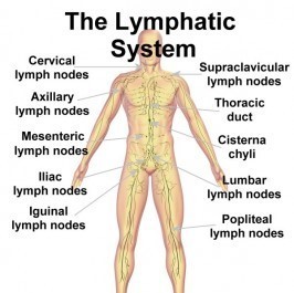 Lymphatic Massage: April 24 - 25, 2026 - Click to join waiting list