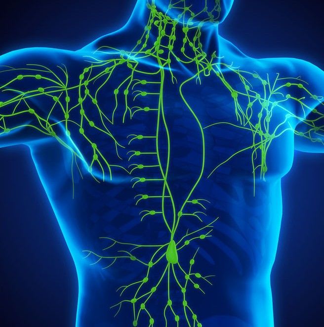 Lymphatic Massage: Watersheds, Fascia & Scar Tissue Release: June 19, 2026