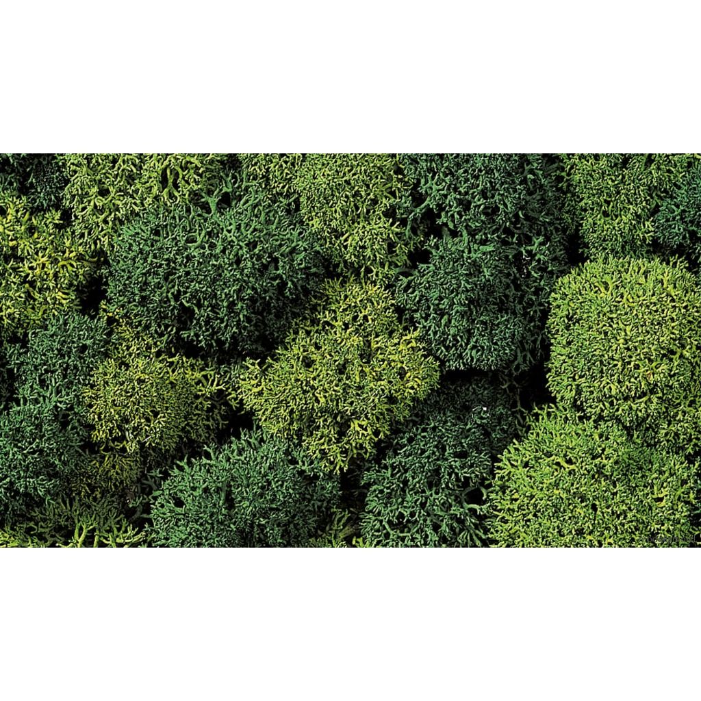 Noch 08610 Musgo decorativo, Verde Noch 08610 Musgo decorativo, Verde