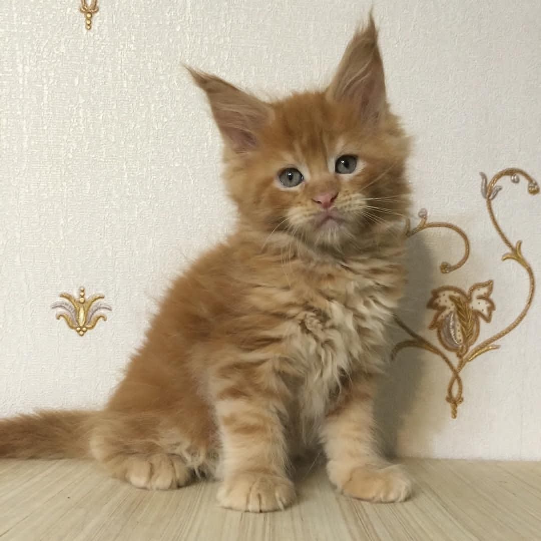 JAX MAINE COON KITTEN FOR ADOPTION