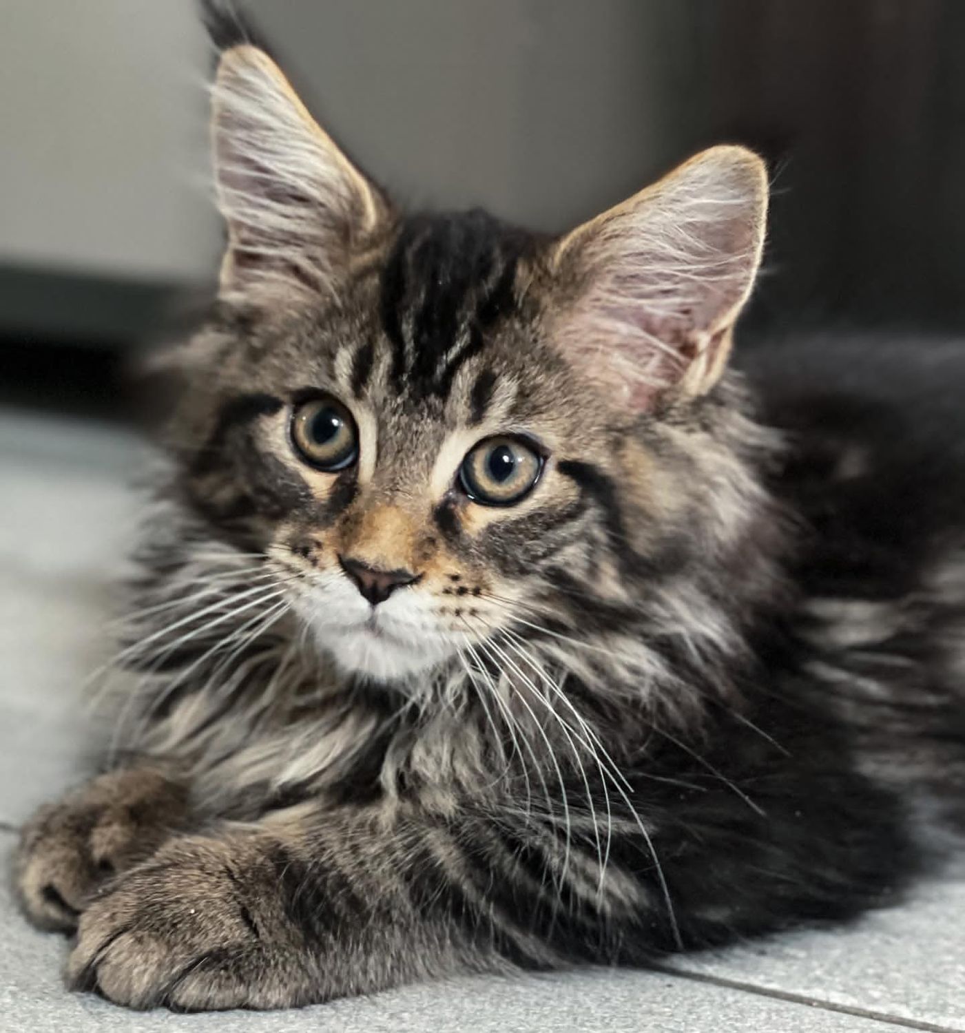 CHICO MAINE COON KITTEN FOR ADOPTION