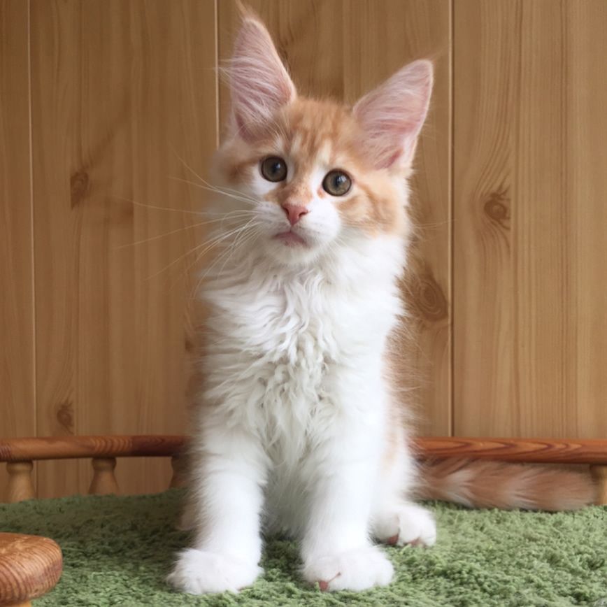 YURI MAINE COON KITTEN FOR ADOPTION