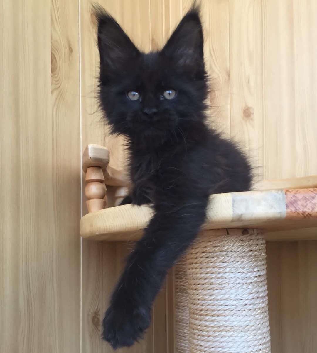 SOPHIE MAINE COON KITTEN FOR ADOPTION