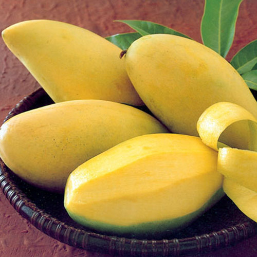 Golden Mango (Nam-Dok-Mai Mango)