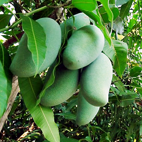 Green Mango (Khiao Sawoei Mango)