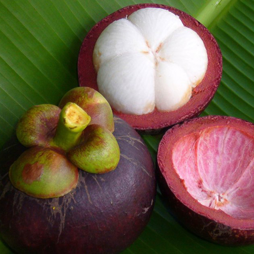 Mangosteen (Mang Khut)