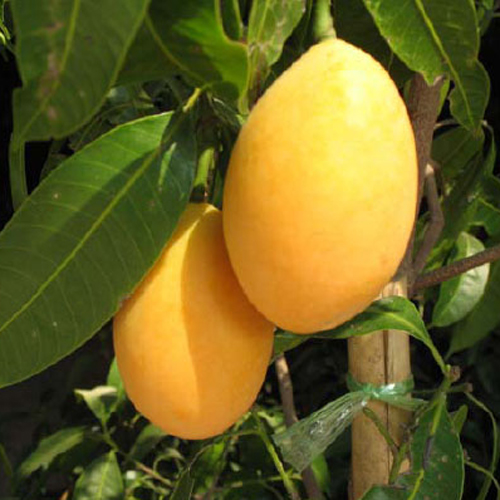 Marian Plum (Ma-Prang)