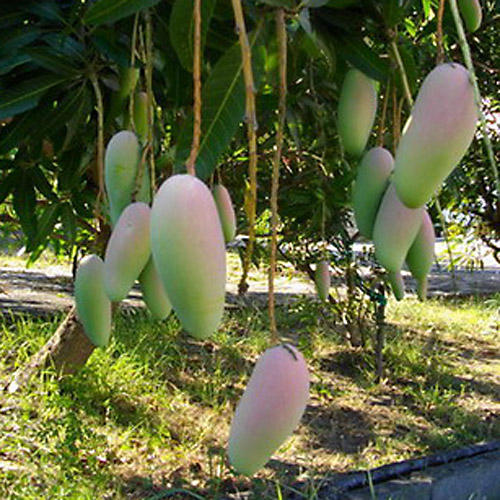 Exotic Mango (Ma Ha Cha Nok Mango)