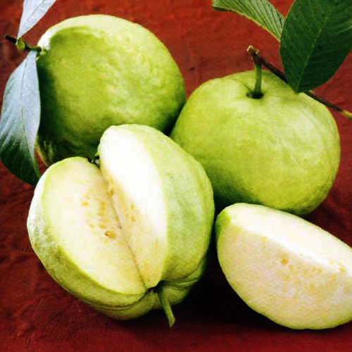 Guava(Farang)