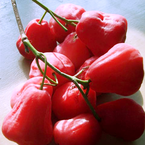 Rose Apple (Chompoo)