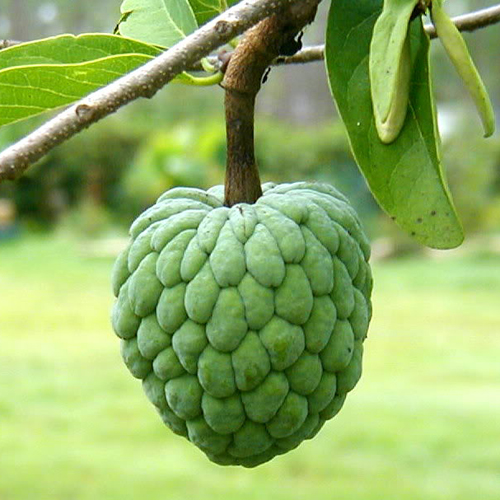 Sugar Apple or Cherimoya (Noi-Na)