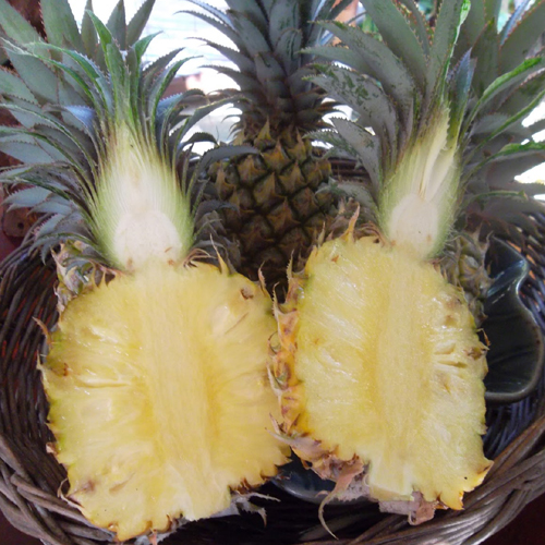 Phulae Pineapple (Exotic Pineapple)